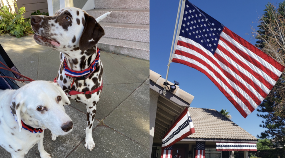 Dogs wearing red, white and blue collars and a house decorated for the 4th of July.