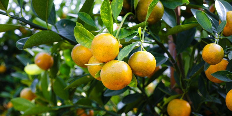 oranges on a tree