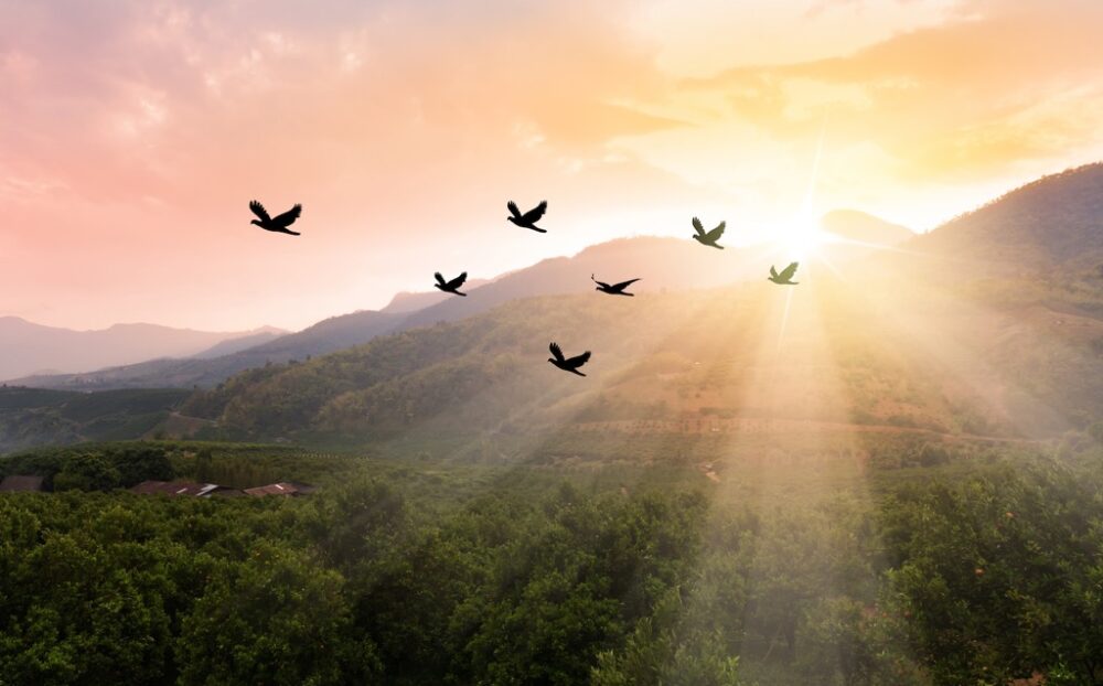 Birds flying against sunbeam