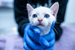 Kitty being cared for by vet