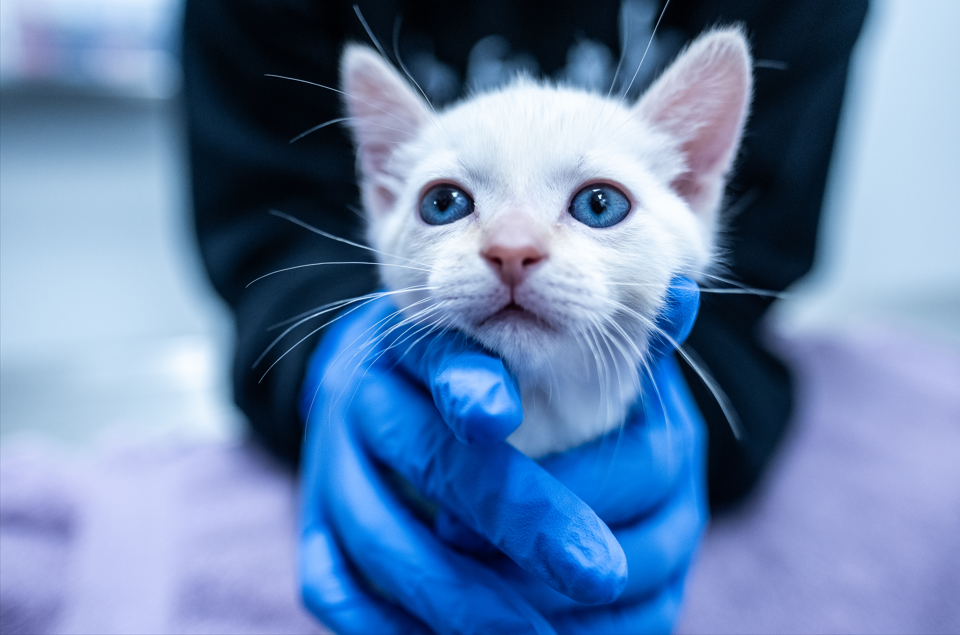 Kitty being cared for by vet