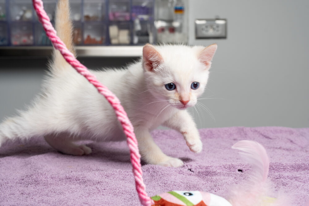White kitten and toy with UC Davis Vet Care